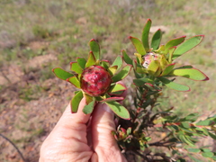 Leucadendron stelligerum