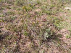 Leucadendron stelligerum