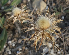 Carlina lanata
