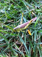 Schistocerca obscura