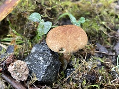 Inocybe dulcamara