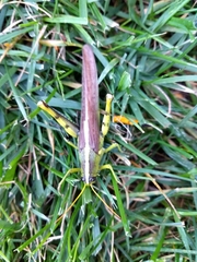 Schistocerca obscura