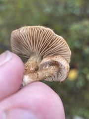 Inocybe dulcamara
