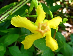 Mandevilla subsagittata