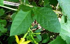 Mandevilla subsagittata