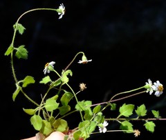 Felicia cymbalariae