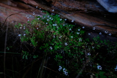 Felicia cymbalariae