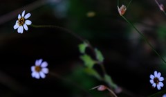 Felicia cymbalariae