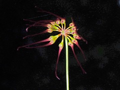 Bulbophyllum gracillimum