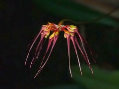 Bulbophyllum gracillimum