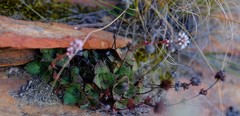 Crassula montana