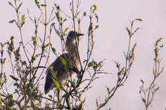 Ardeola grayii