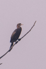 Microcarbo niger