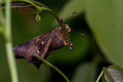 Hasora badra