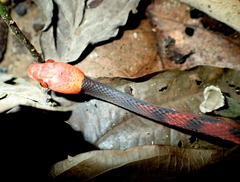 Siphlophis compressus