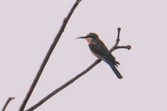Merops philippinus