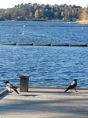 Corvus cornix