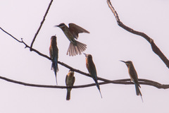 Merops philippinus