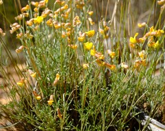 Lotononis densa gracilis