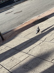 Columba livia domestica