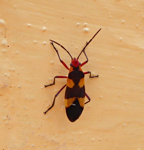 Oncopeltus semilimbatus