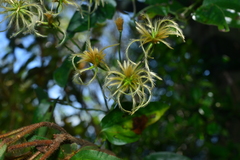 Clematis meyeniana