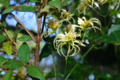 Clematis meyeniana