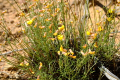 Lotononis densa gracilis