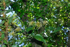 Clematis meyeniana