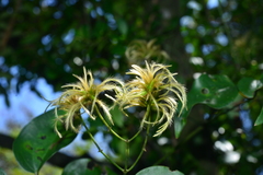 Clematis meyeniana