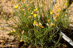 Lotononis densa gracilis