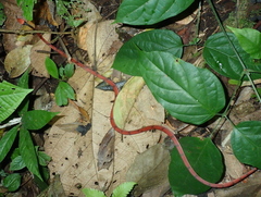 Siphlophis compressus