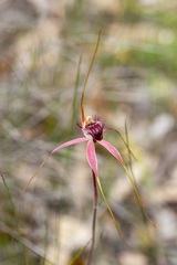 Caladenia heberleana
