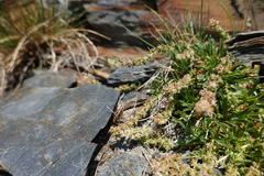 Sesamoides interrupta