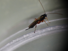 Itoplectis alternans