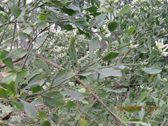 Baccharis halimifolia image