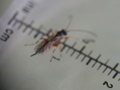 Itoplectis alternans