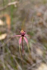 Caladenia heberleana