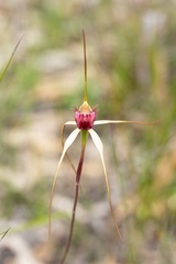 Caladenia heberleana