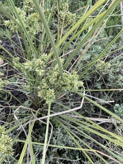 Cyperus elegans