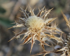 Carlina lanata