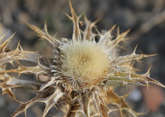 Carlina lanata