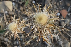 Carlina lanata