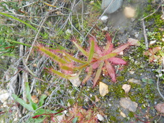 Drosera cistiflora