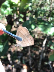 Nhambikuara cerradensis