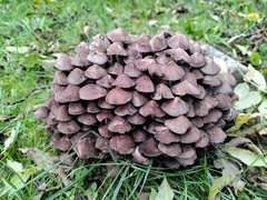 Britzelmayria multipedata