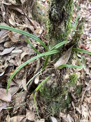 Lepisorus heterolepis