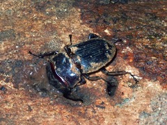 Aegus parallelus