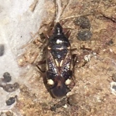 Myocara australis