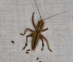 Metaballus frontalis